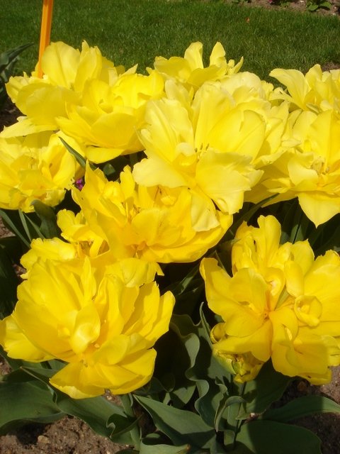 Tulipa double hative 'Monsella' PB 10